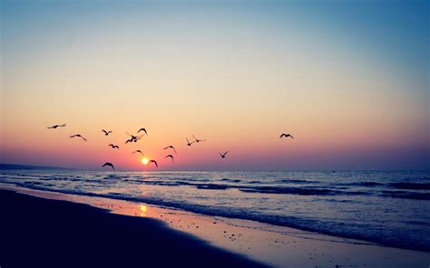 Wallpaper Sunlight Birds Sunset Sea Shore Sand Reflection Sky