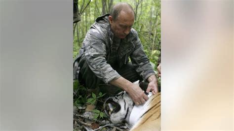 Rare Siberian Tiger Released By Russian President Putin Strays Into China