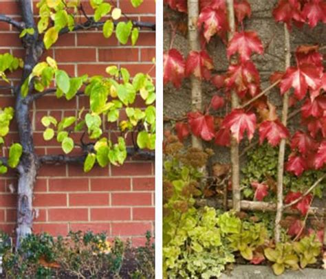 How To Espalier Your Plants