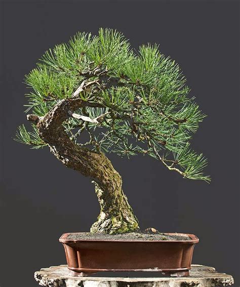 Walter Pall Bonsai Adventures Ponderosa Pine 3