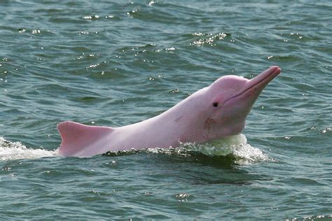 The Champagne Social List Have You Ever Seen A Pink Dolphin