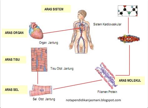 10000+ résultats pour « bab 2 1 sistem dalam badan manusia ». SISTEM TUBUH BADAN - Jenrysaiparudin's Blog