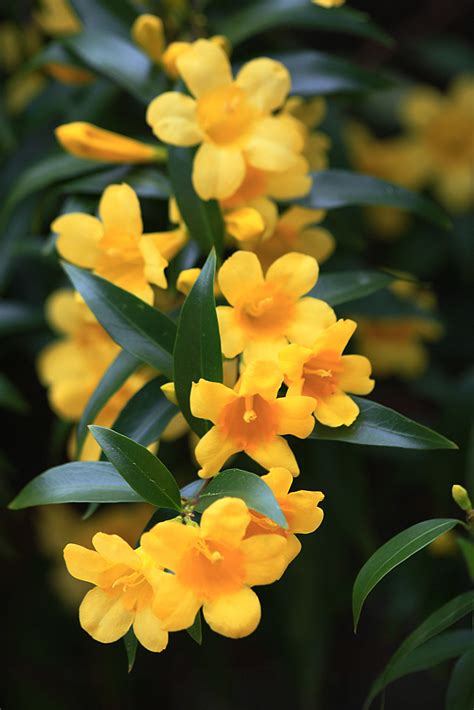 Yellow Jasmine South Carolina State Flower Seth Berry Flickr
