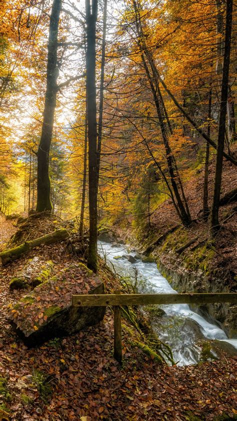 Stream In Forest Around Trees During Fall 4k Hd Nature Wallpapers Hd