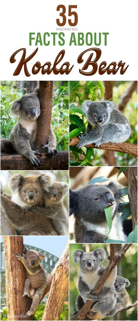 35 Interesting Facts About Koala Bear With Images