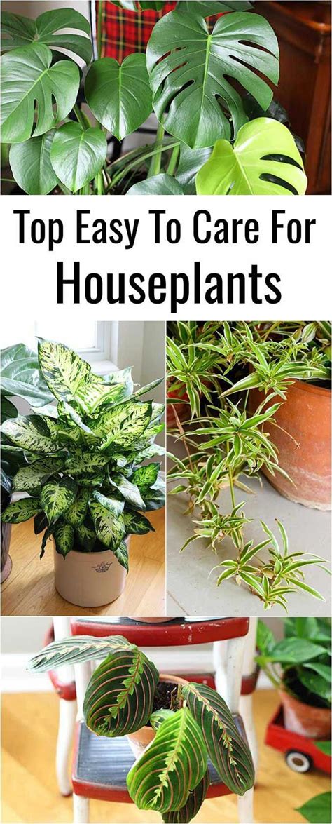 9 Easy To Care For Houseplants House Plant Care Plant Care Houseplant Plants