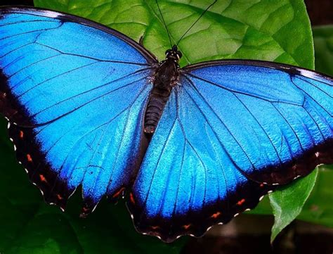 A Spectrum Of Beauty 10 Of The Most Colorful Butterflies Color Psychology