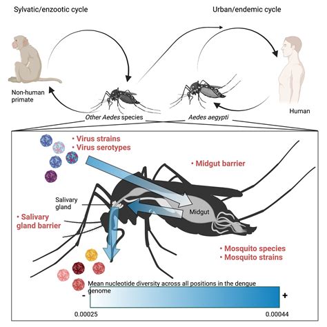 Frontiers Intra Host Diversity Of Dengue Virus In Mosquito Vectors