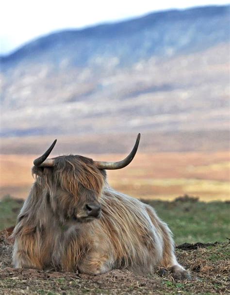 Highland Cattle Scottish Highland Cow Highland Cattle