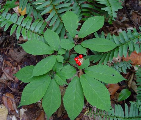 Outdoor Yard With Ginseng Plants Growing Ginseng In Your Garden Check