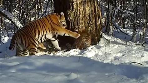 Watch Tiger Mom Shows Cubs The Ropes In Rare Video