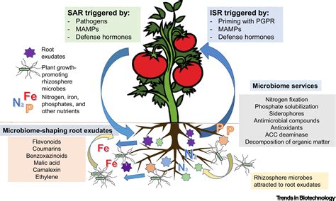 Plant Microbiome Engineering Expected Benefits For Improved Crop