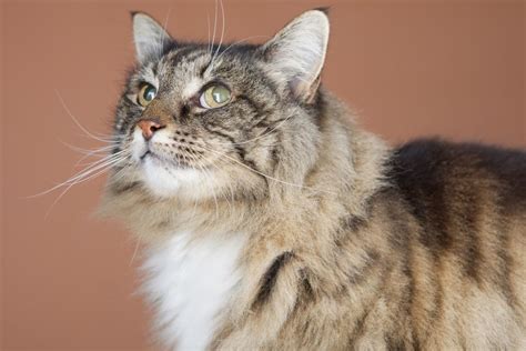 Cats are much older than they look. New Additions to the Cat-to-Human Age Chart