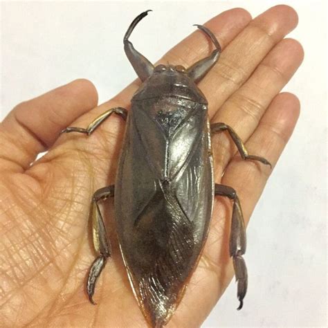 Extra Giant Water Bug Lethocerus Indicus Hemiptera Thai Maengda Insect