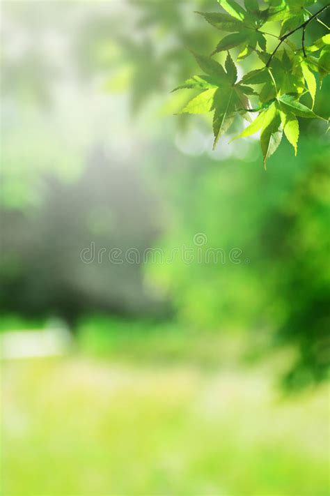 Blur Background Images Nature Hd Inselmane