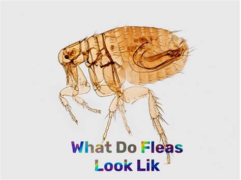 The Complete Guide To Fleas Everything You Need To Know Termites Advice