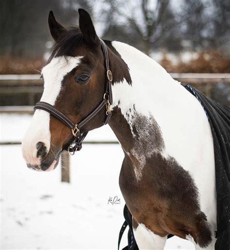 Pinto Horse In Snow