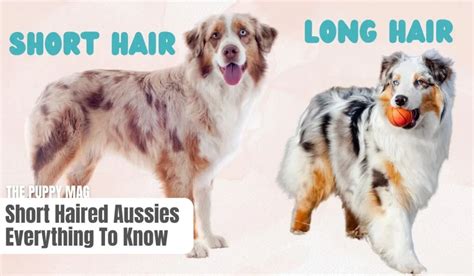 Short Haired Australian Shepherds Facts You Need To Know The Puppy Mag