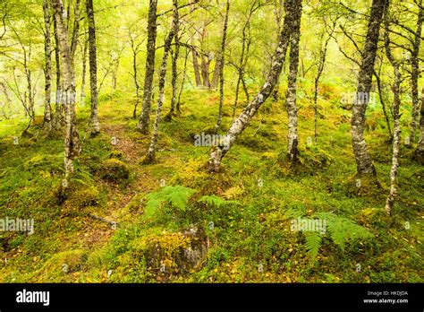 Deciduous Forest Scottish Highlands Scotland United Kingdom Stock