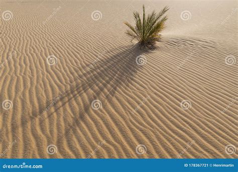 Small Palm Tree Growing In The Desert Sand With A Beautiful Abstract
