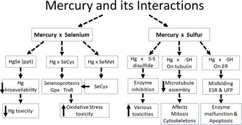 Mercury And Its Interactions And Effects With Se Or Selenols Left