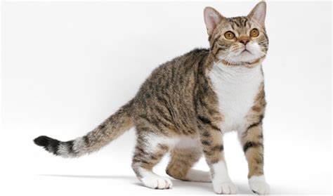 american wirehair cat breed information