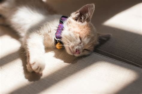 Orange Cat Sleeping On The Grey Surface · Free Stock Photo