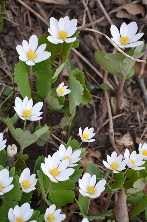 Sanguinaria Canadensis Bloodroot Canadensis Woodland Flowers