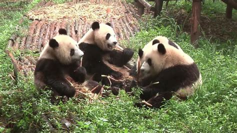 Pandas No Longer Listed As Endangered Animals Upgraded To Vulnerable