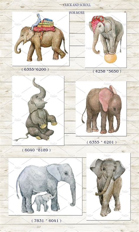 Elephants Illustrations Watercolor Png Clipart Watercolor Etsy