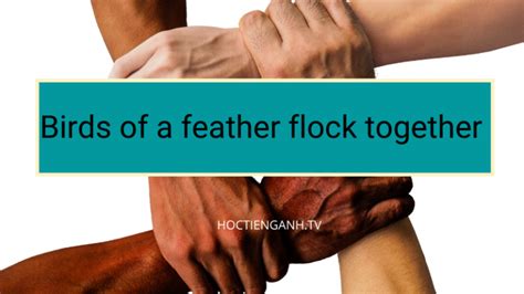 Birds Of A Feather Flock Together Là Gì Learning English Online