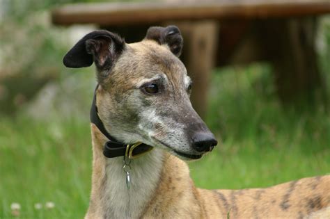 By continuing to use this site, you agree to the use of cookies by greyhound and third party partners to recognize users in order to enhance and customize content, offers and advertisements and send email. Rampur Greyhound - Dog Breed Information and Pictures ...