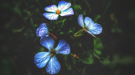 Free Stock Photo Of Beautiful Flowers Blue Flowers Blur