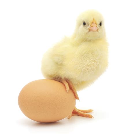 The Chicken Or The Egg Dilemma On Triathlons And Fidelity We Run And Ride