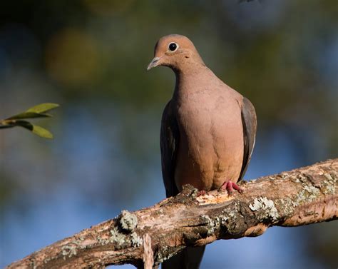 Mourning Dove - Alabama Birding Trails