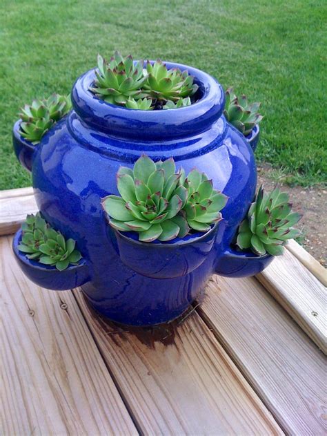 Hen And Chicks It Gets To Cold Here In Mi For These Pots And Succulents