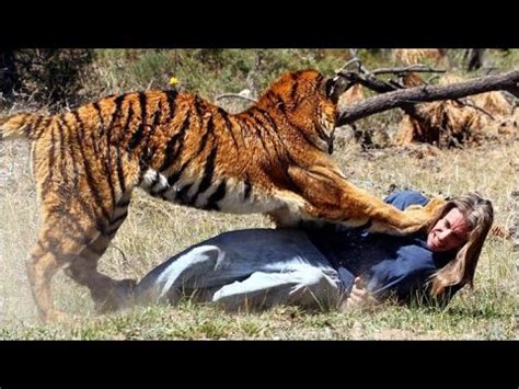 Tiger Eats Man Live YouTube