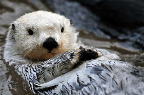 What Do Sea Otters Eat? (Diet & Facts)