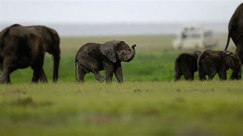 Cazadores Furtivos Mataron Familia De 11 Elefantes En Reserva Natural