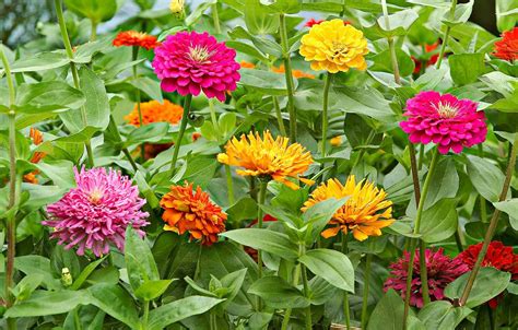 Easy Annual Flowers That Deliver Color All Summer