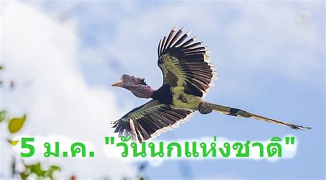 Photo Gallery “วันนกแห่งชาติ” ชวนปกป้องนกหายาก 7 ชนิดในไทย