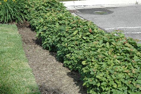 This great bush maintains is compact habit and requires no trimming. Dwarf European Cranberry (Viburnum opulus 'Nanum') in ...