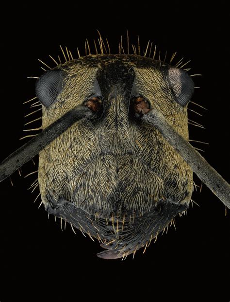 Ant Portraits Reveal How Diverse And Beautiful These Insects Are