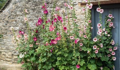 When To Plant Hollyhock Hollyhock Growing Tips And Advice