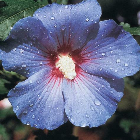 Blue Rose Of Sharon Seeds 30 Per Package Etsy