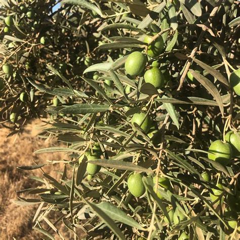 bio olivenöl oro del desierto coupage einheiten 1 kanister ernte 2023 2024