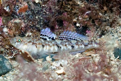 Glorious Gobies The Little Fish That Live In Rock Pools Around The