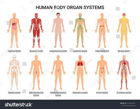 Main 12 Human Body Organ Systems Flat Educative Anatomy Physiology