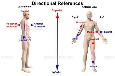 Directional Terms Diagram Quizlet