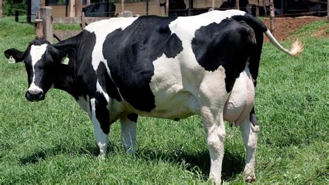 Preço De Vaca Leiteira Em Minas Gerais Vaca Importante